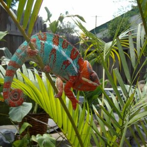 Ambilobe