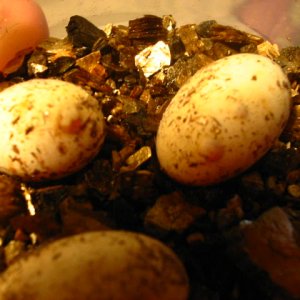Veild Eggs With Bump