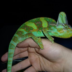 Spike 6 Months