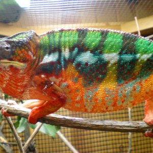 Ch Male Semi Fired Up