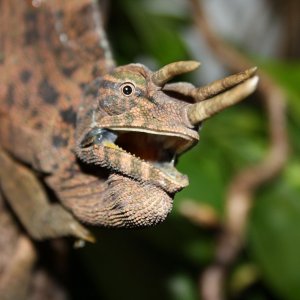 Trioceros Oweni