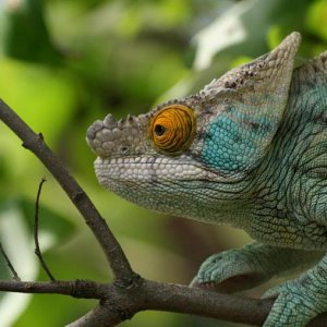 Male Parsonii