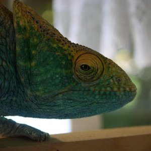 Gravid Female