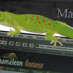 Macreptarforum