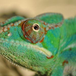 Ernie The Cham Man