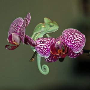 Vieled Chameleon