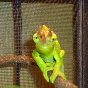 Happy Mr Lizard