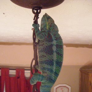 Tazer (Ambanja)