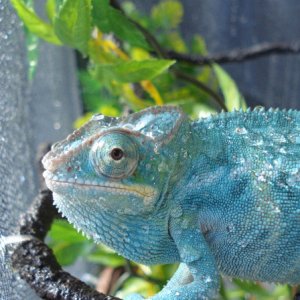 Nosy Be Panther Chameleon