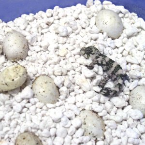 Hatching Mellers
