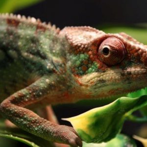 Panther Chameleon