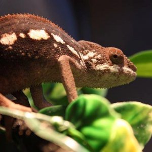Panther Chameleon