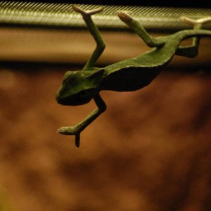 In Terrarium