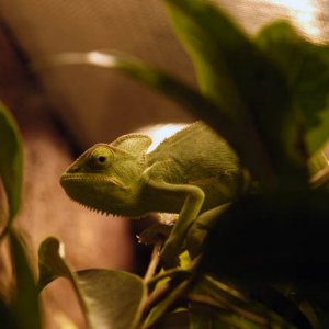 On Tree's In Green