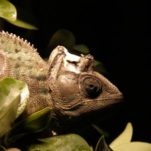 My Very Special 1.0 C.calyptratus, Sir James