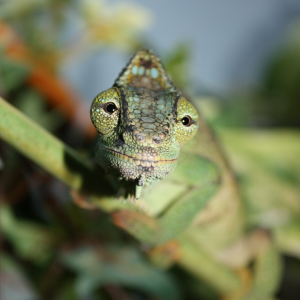 Basking Beauty