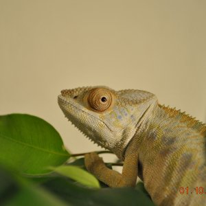 Berta