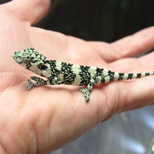 Mellers 2 Months Old