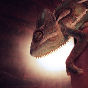 Dexter In The Spotlight!
