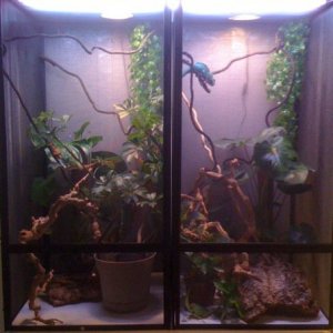 My New Panther Chameleon Setups