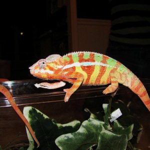 Striped Boy