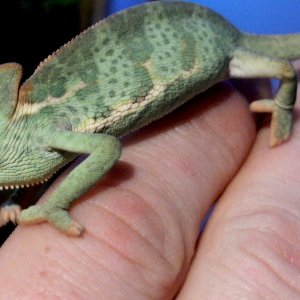 New Baby Veiled Herbert