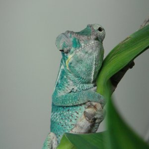 Hi, I Is New Here.