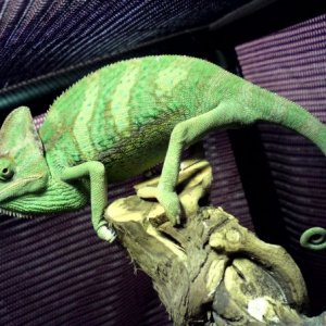 Victor Meldrew - Our Chameleon