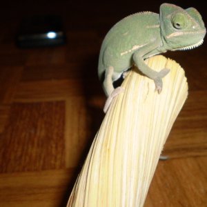 Camille Veiled Chameleon