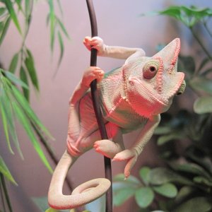 Carmie Just Hangin Around.