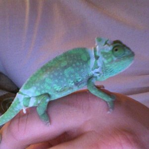 Shedding