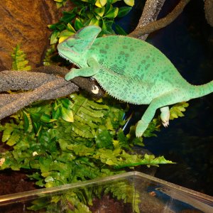 Yoshi Just Hanging :-p