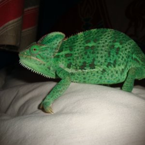 Yoshi Out!