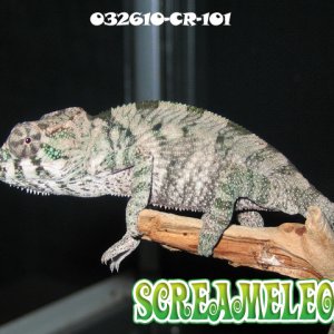 032610-cr-101