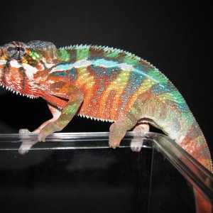 New Breeder Male Posing