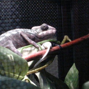 Belly Full Of Crickets