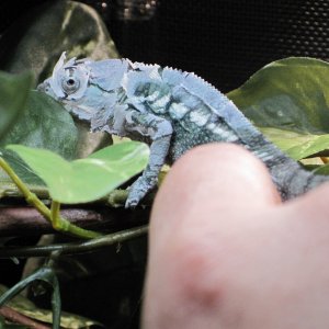 Total Shed
