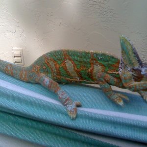 My Veiled, Picasso
