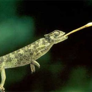 Acrobatic Eating