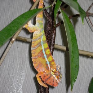 Hangingout