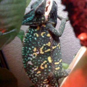 Velvet Not Happy Shes Not The Center Of Attention Anymore