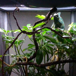 Daddy I Like My New Plant!