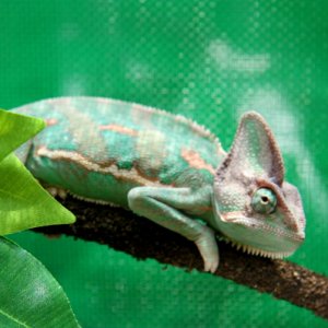 My 1st Chameleon