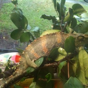 Meller Chameleon