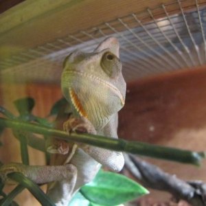 Marley