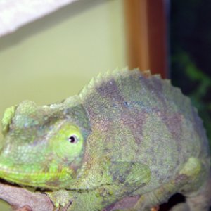 My Female Bob