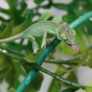 Nom Nom Nom
