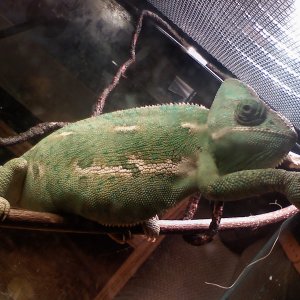Sweet Pea
