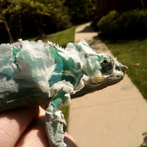Taking A Walk But Its To Hot For A Shirt