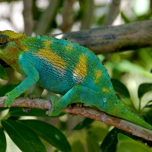 Male Johnstons Chameleon